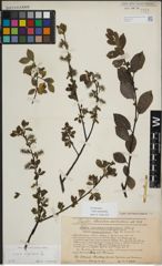 Foto von Salix myrsinifolia Salisb.